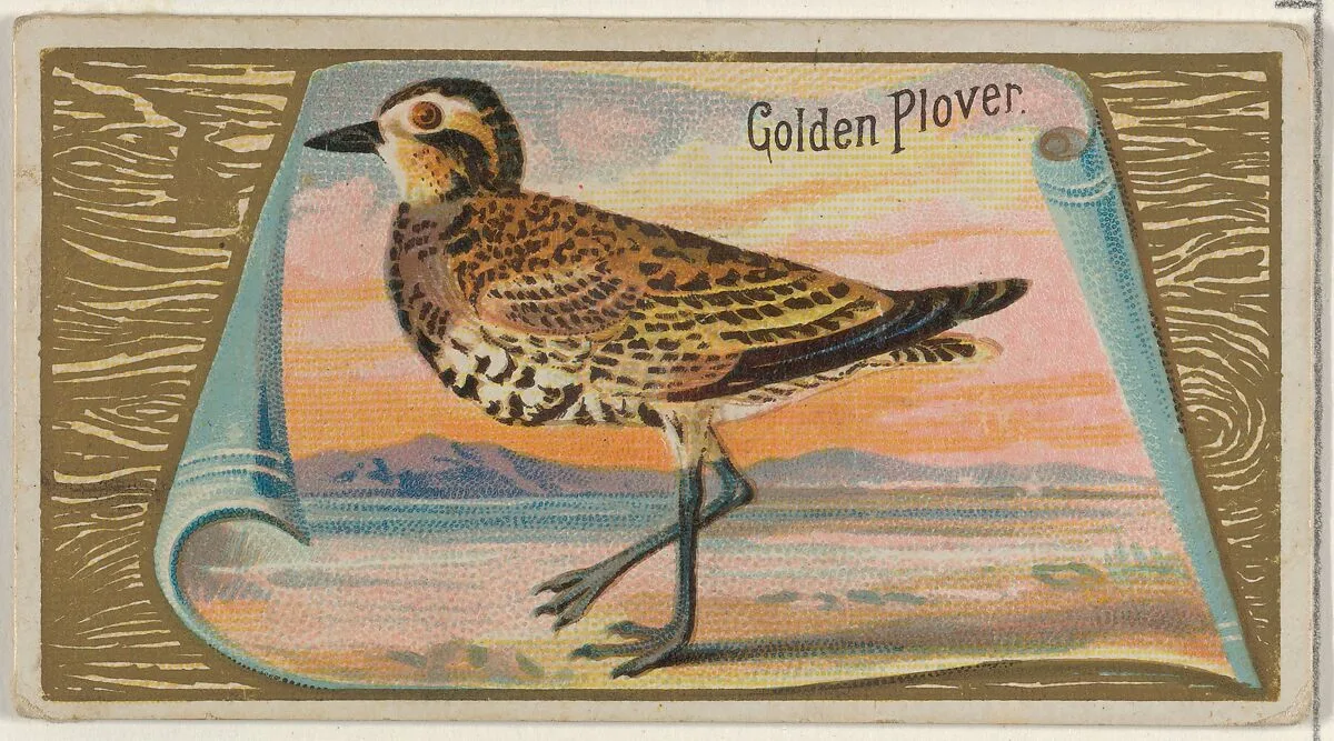 Golden Plover, from the Game Birds series (N13) for Allen & Ginter Cigarettes Brands — Allen & Ginter|George S. Harris & Sons