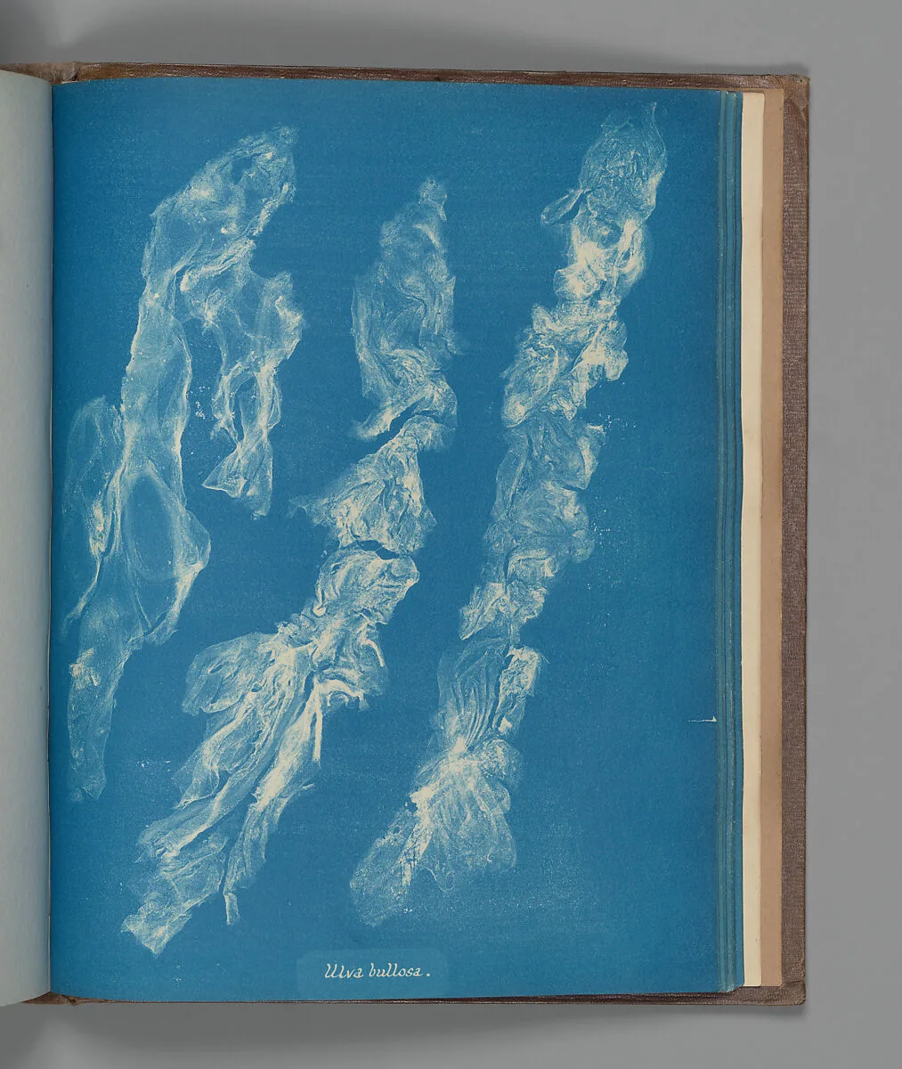 Ulva bullosa — Anna Atkins