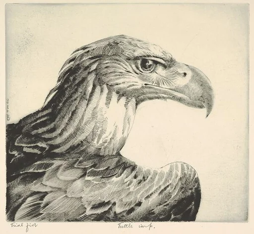 Aquiline (Eagle Head)