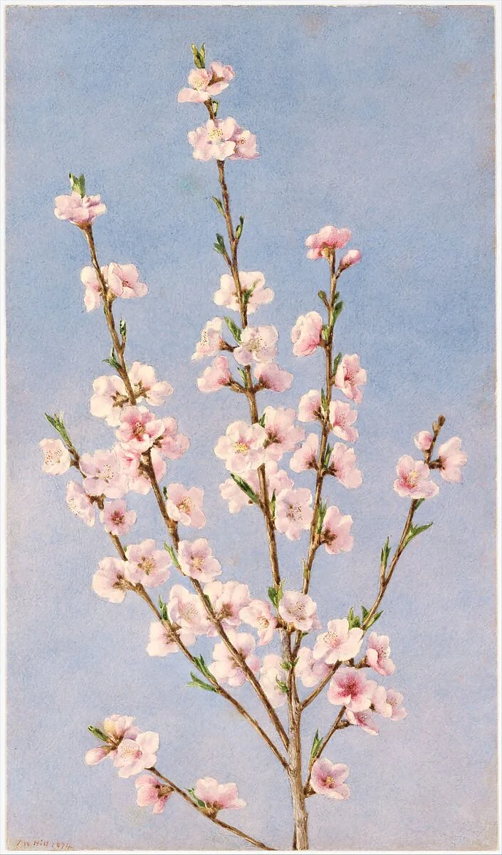 Peach Blossoms — John William Hill
