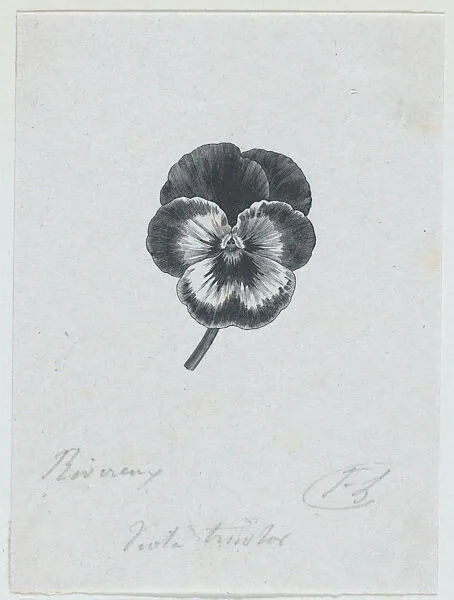 Botanical illustration: Viola tricolor — Félix Leblanc