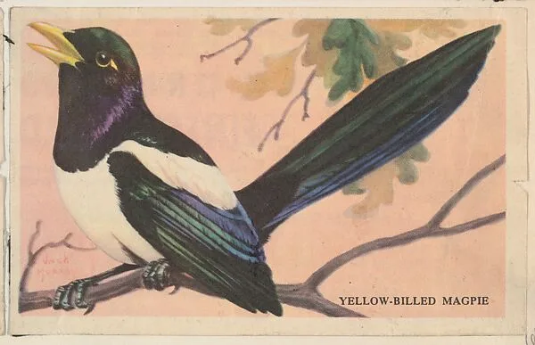 Yellow-Billed Magpie, bakery card from the California Bird Pictures series (D39-2), issued by the Gordon Bread Company — Gordon Bread Company