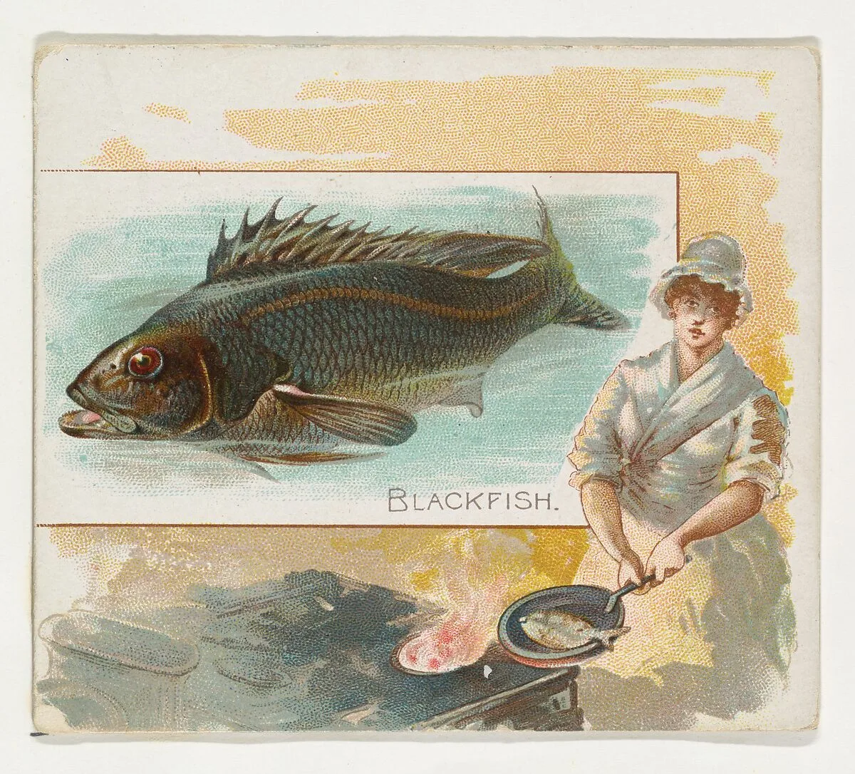 Blackfish, from Fish from American Waters series (N39) for Allen & Ginter Cigarettes — Allen & Ginter|Lindner, Eddy & Claus