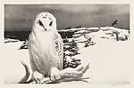 Winter Visitor — Stow Wengenroth