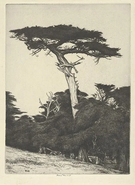 Dryad's Parasol — Ernest Haskell
