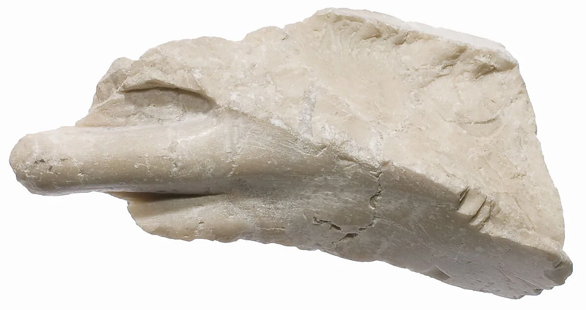 Foot fragment — Unknown