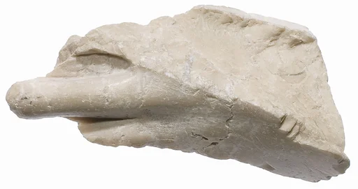 Foot fragment