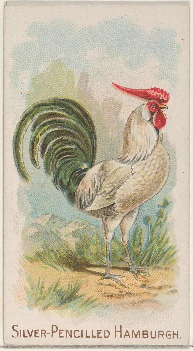 Silver-Pencilled Hamburgh, from the Prize and Game Chickens series (N20) for Allen & Ginter Cigarettes — Allen & Ginter|The Gast Lithograph & Engraving Company