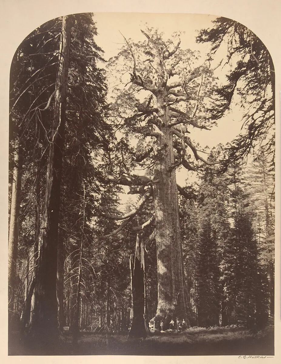 The Grizzly Giant, Mariposa Grove, Yosemite — Carleton E. Watkins