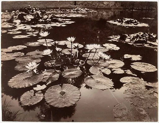 Water Lilies