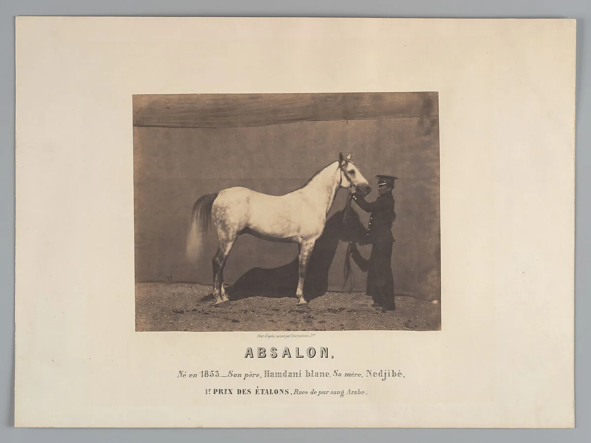 Absalon — Adrien Tournachon