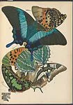 Papillons, Pl. 13 — Emile-Allain Séguy|Tolmer Editeur