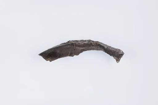 Rim fragment