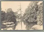 [Lake with Tall Pine]