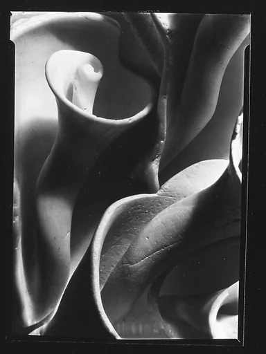 [Shell Study]