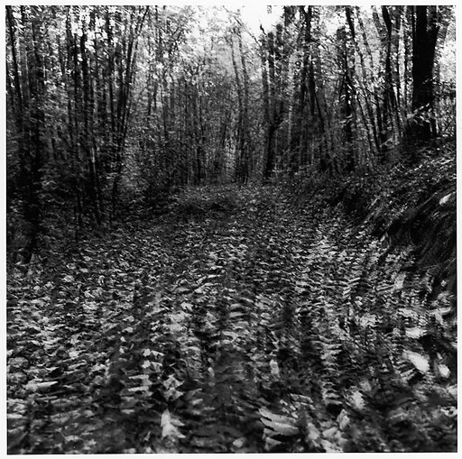 [Blurred View of Leaves and Trees]