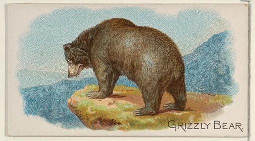 Grizzly Bear, from the Quadrupeds series (N21) for Allen & Ginter Cigarettes