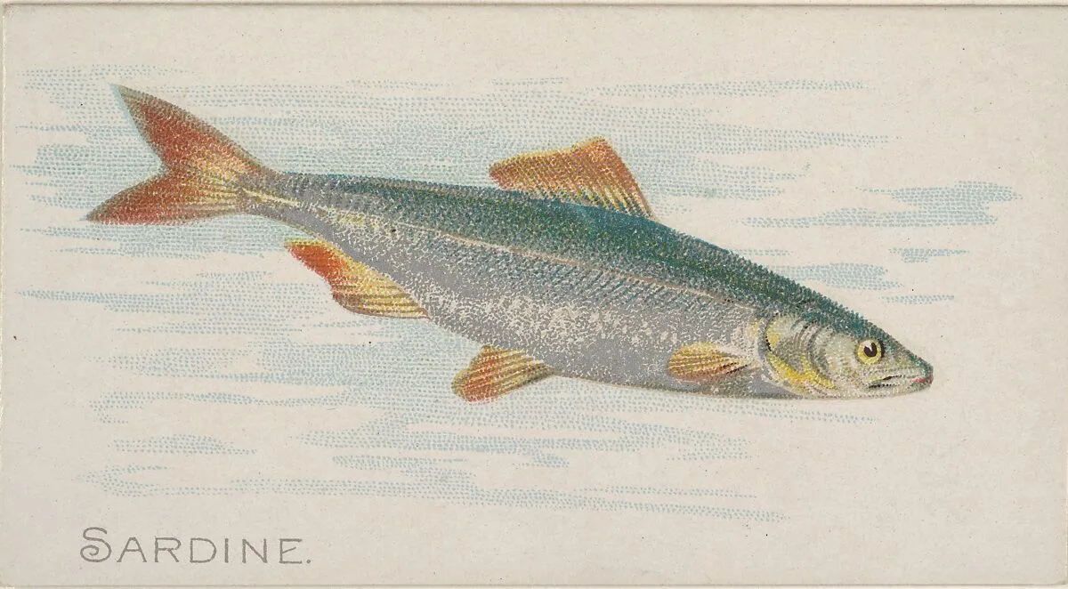 Sardine, from the Fish from American Waters series (N8) for Allen & Ginter Cigarettes Brands — Allen & Ginter|Lindner, Eddy & Claus