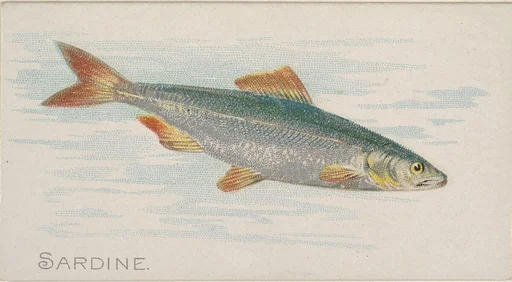 Sardine, from the Fish from American Waters series (N8) for Allen & Ginter Cigarettes Brands
