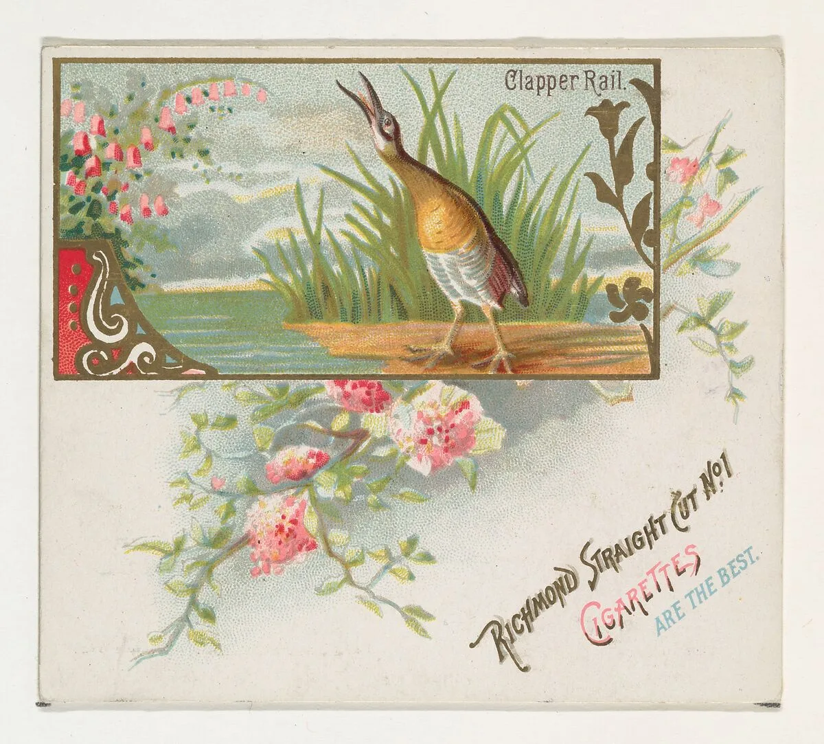 Clapper Rail, from the Game Birds series (N40) for Allen & Ginter Cigarettes — Allen & Ginter