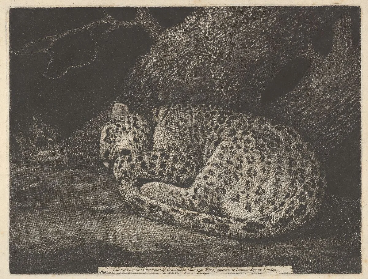 A Sleeping Leopard — George Stubbs