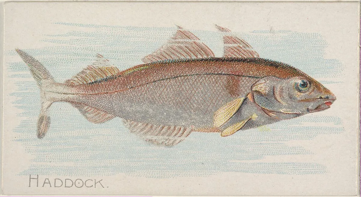 Haddock, from the Fish from American Waters series (N8) for Allen & Ginter Cigarettes Brands — Allen & Ginter|Lindner, Eddy & Claus