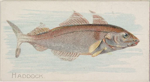 Haddock, from the Fish from American Waters series (N8) for Allen & Ginter Cigarettes Brands