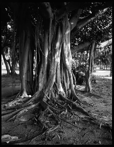 [Banyan Tree, Florida]