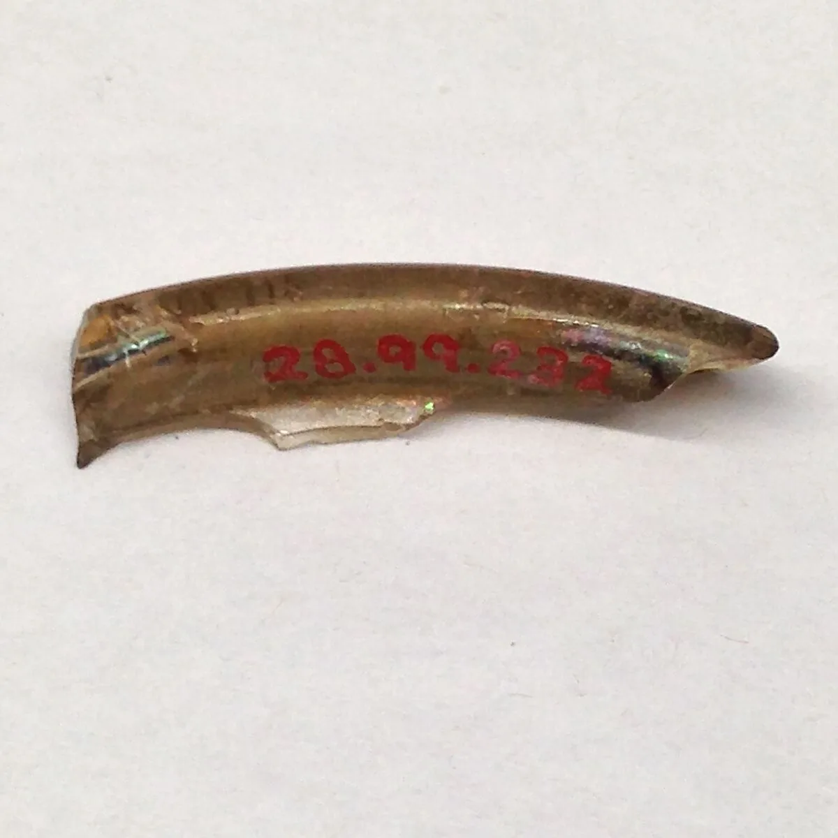 Fragment — Unknown