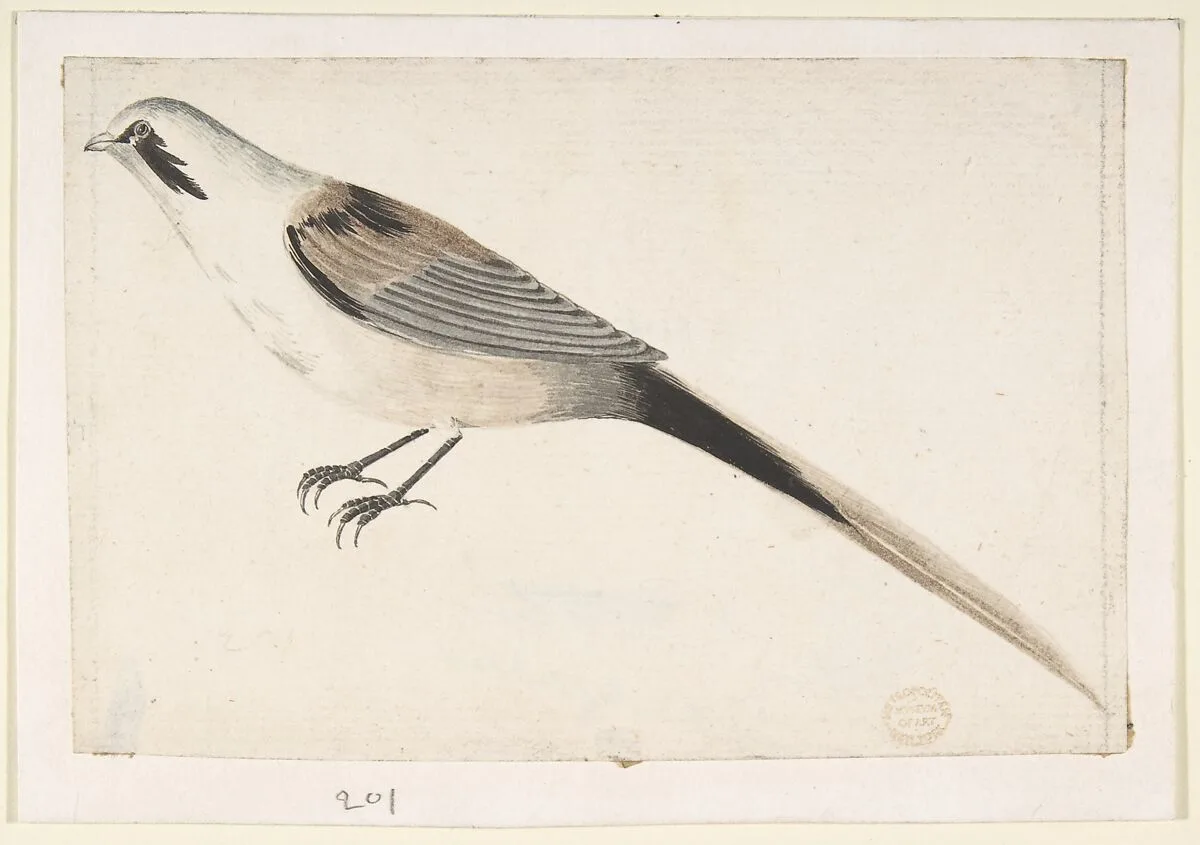Long-Tailed Bird Seen in Profile — Count Giorgio Durante (Duranti)