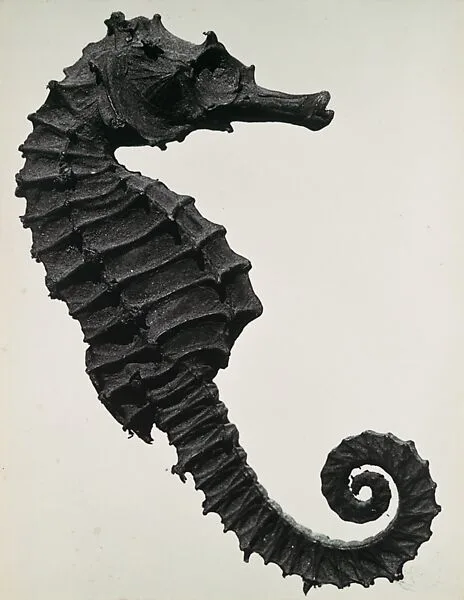 Histoire naturelle — Man Ray