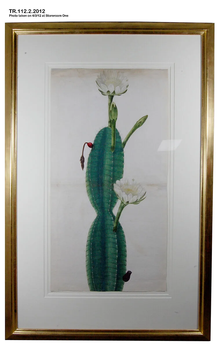Cactus Plant in Flower — Unknown