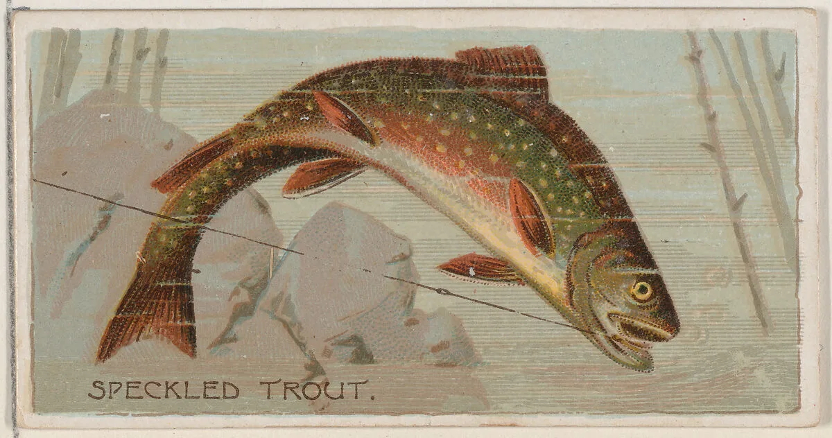 Speckled Trout, from the series Fishers and Fish (N74) for Duke brand cigarettes — W. Duke, Sons & Co.|Knapp & Company