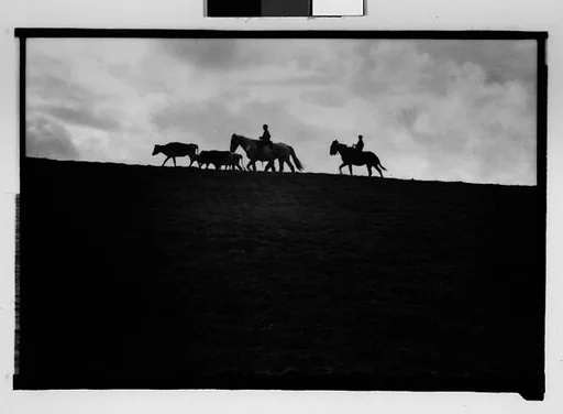 [Cattle and Herdsmen on Horseback, From Automobile, New Orleans Vicinity, Louisiana]