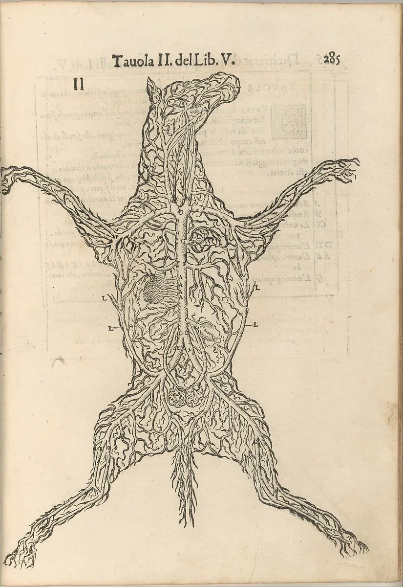 Anatomia del Cavallo. Infirmita del Cavallo — Carlo Ruini|A. Bindoni il Giovane