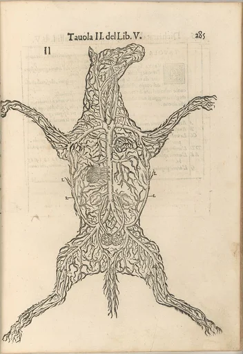 Anatomia del Cavallo. Infirmita del Cavallo