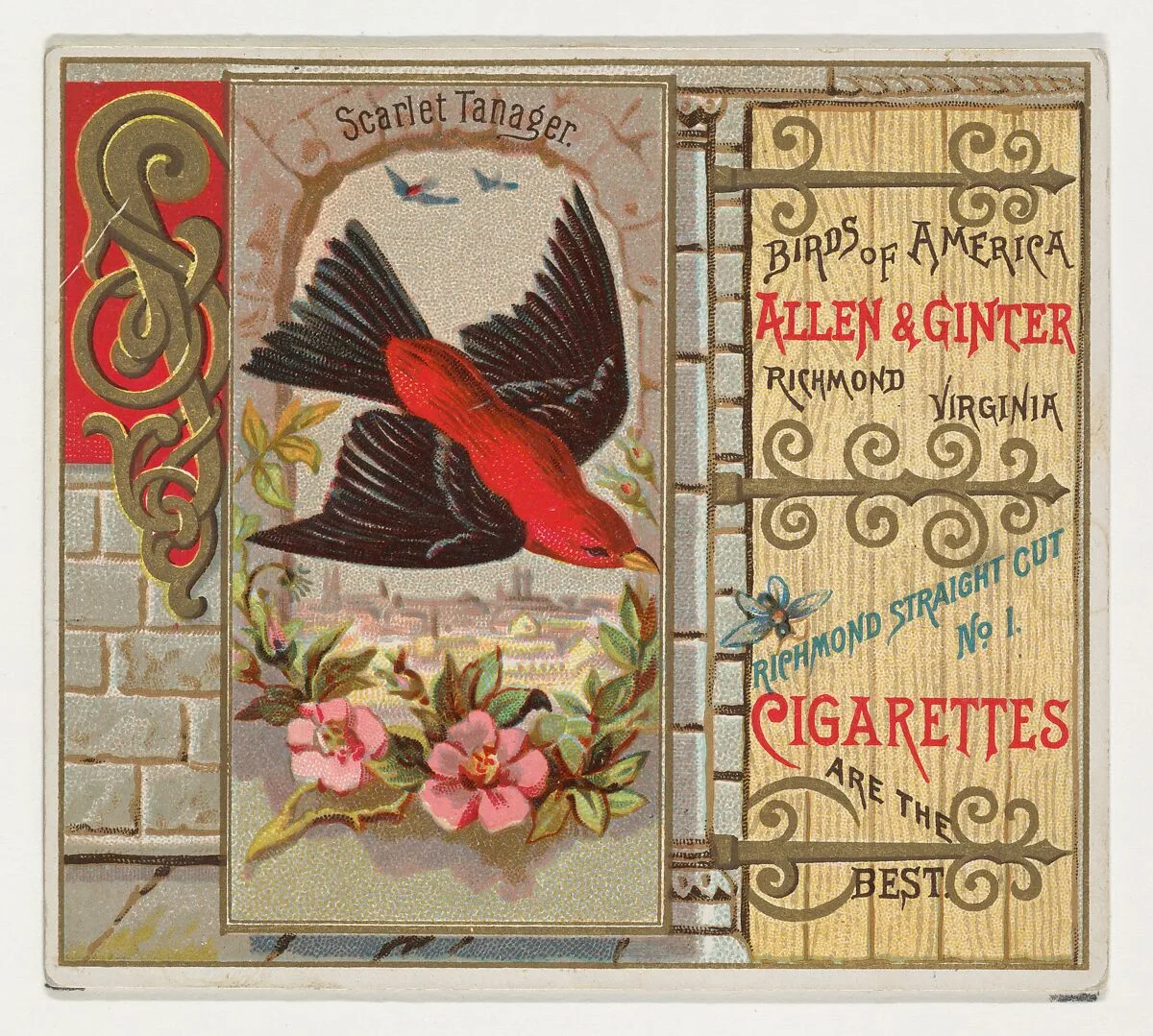 Scarlet Tanager, from the Birds of America series (N37) for Allen & Ginter Cigarettes — Allen & Ginter