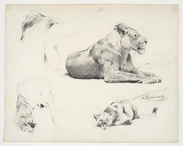 Lion Studies — Wilhelm Kuhnert