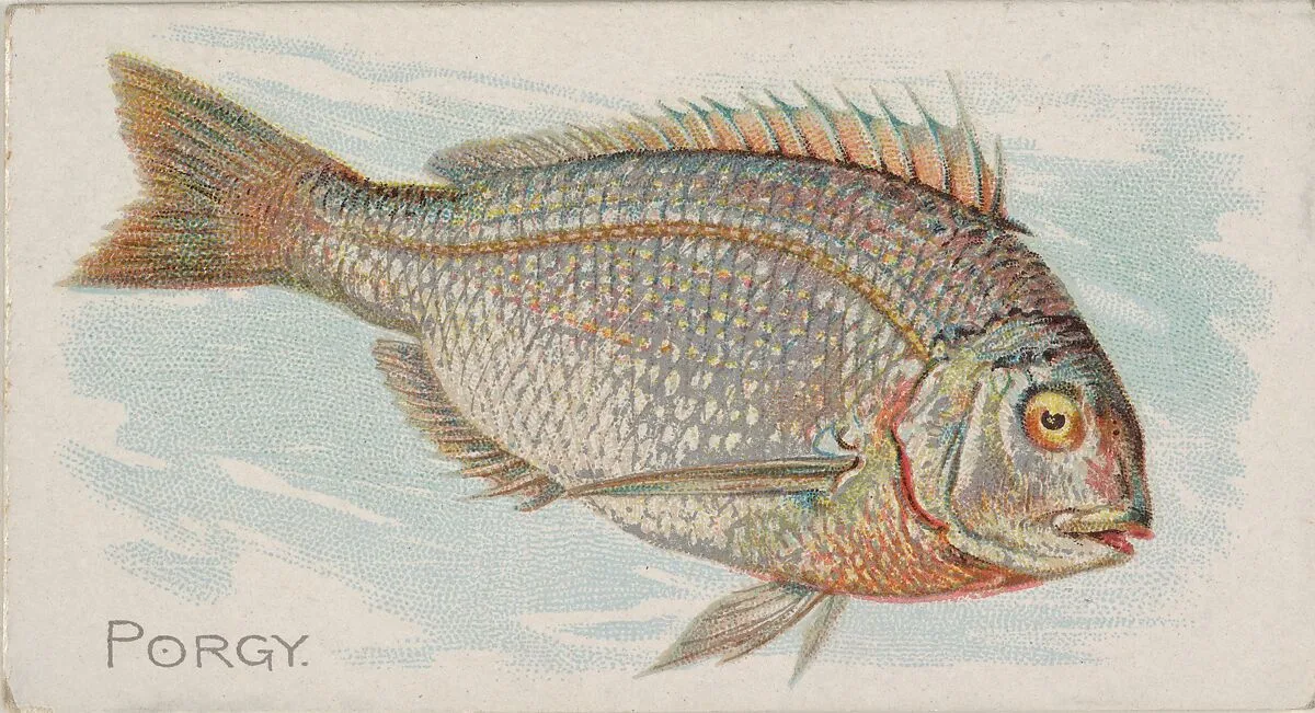 Porgy, from the Fish from American Waters series (N8) for Allen & Ginter Cigarettes Brands — Allen & Ginter|Lindner, Eddy & Claus