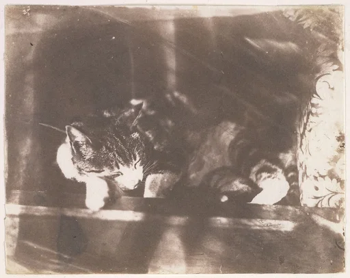 [Sleeping Cat]