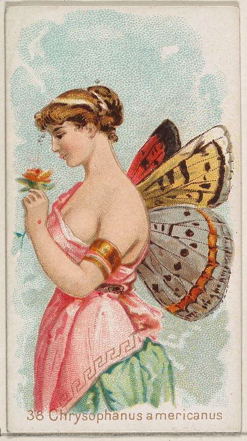 Card 38, Chysophanus Americanus, from the Butterflies series (N183) issued by Wm. S. Kimball & Co. — William S. Kimball & Company|Julius Bien