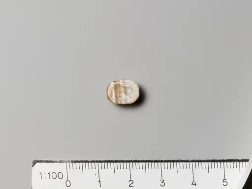 Carnelian scarab