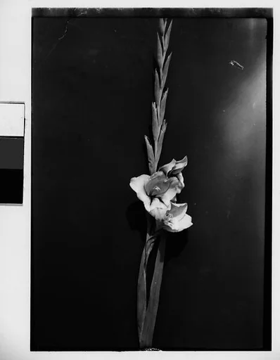 [Gladiola in Front of Backdrop, Darien, Connecticut]