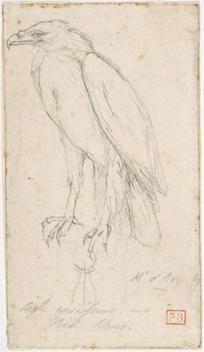 A Golden Eagle