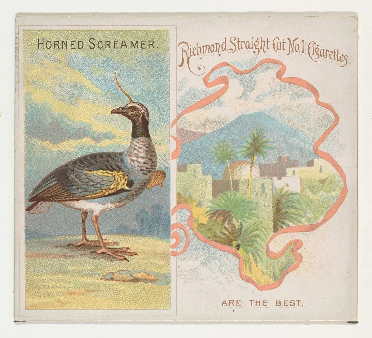 Horned Screamer, from Birds of the Tropics series (N38) for Allen & Ginter Cigarettes — Allen & Ginter|George S. Harris & Sons