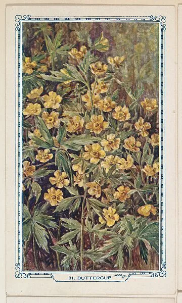 31. Buttercup, bakery insert card from the Flower Pictures series (D36), issued by the Freihofer Baking Company — Freihofer Baking Company