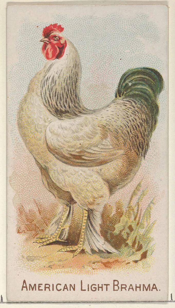 American Light Brahma, from the Prize and Game Chickens series (N20) for Allen & Ginter Cigarettes — Allen & Ginter|The Gast Lithograph & Engraving Company