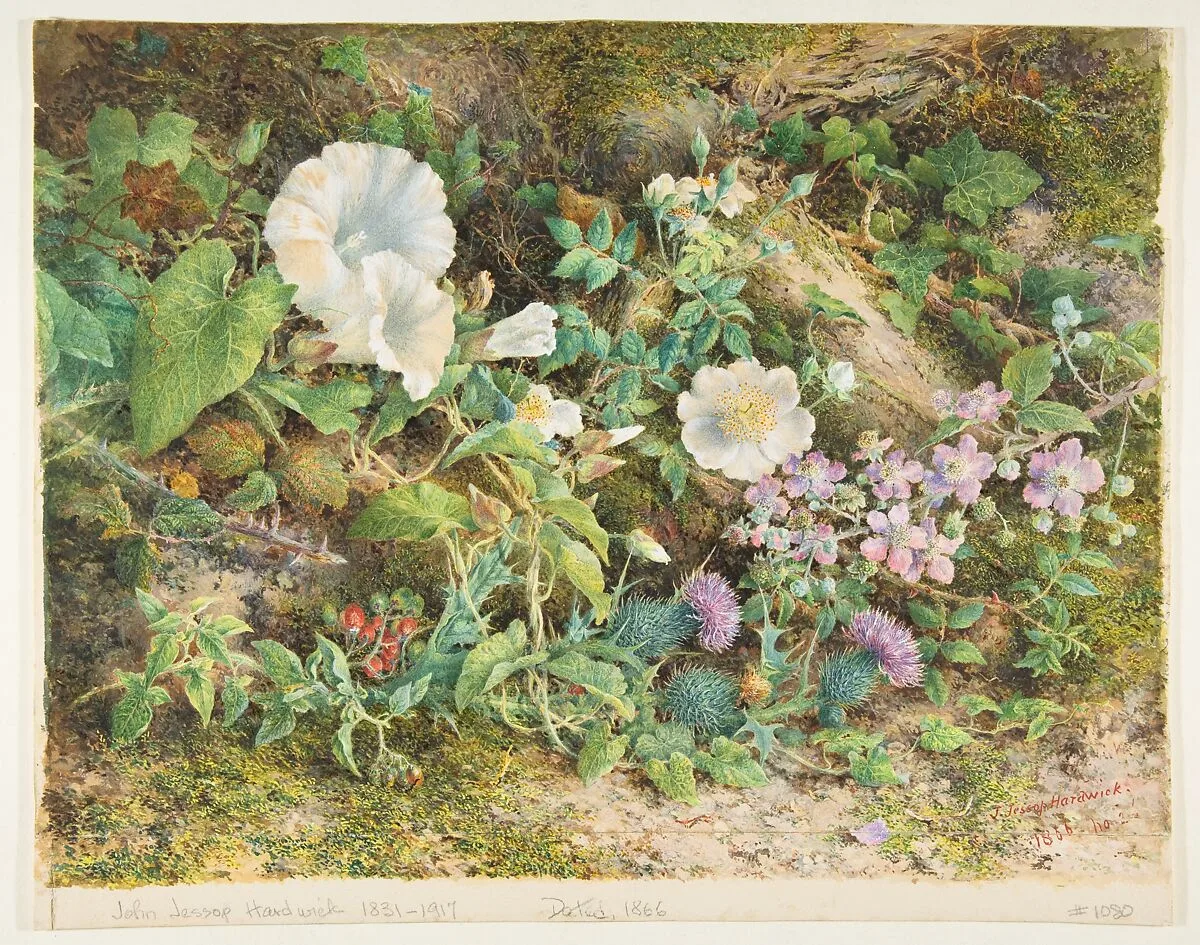 Flower Study — John Jessop Hardwick