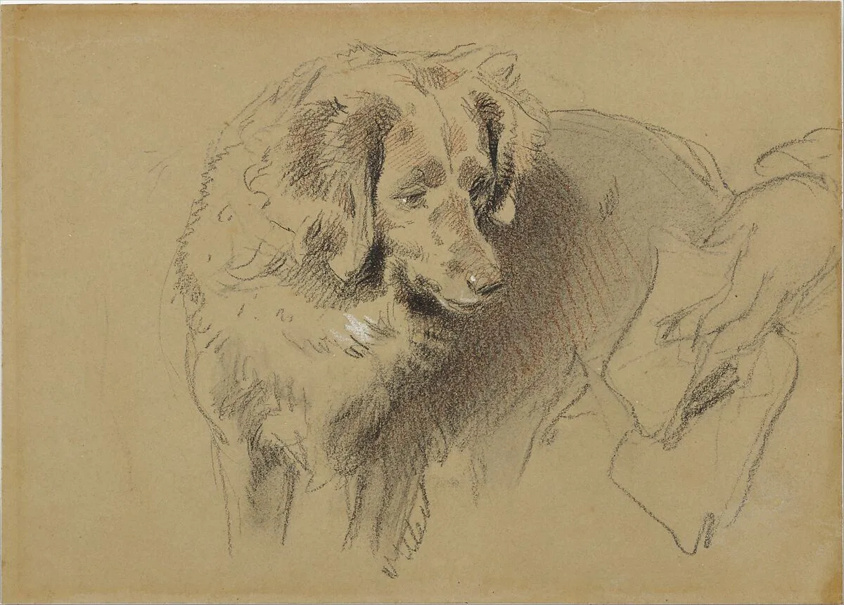 Study of a Dog — Sir Edwin Henry Landseer
