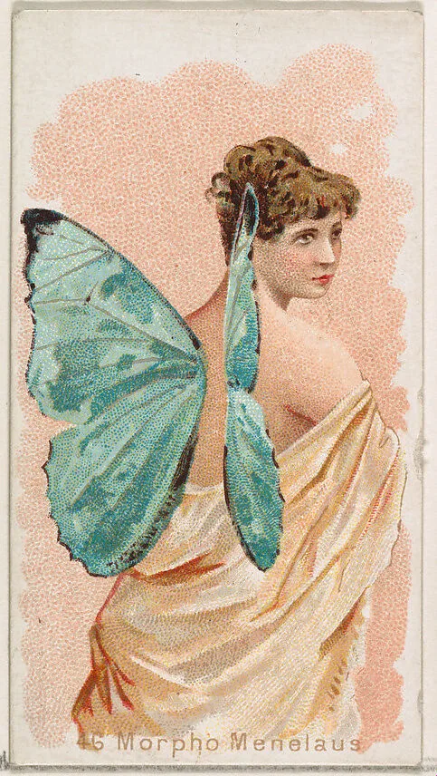 Card 46, Morpho Menelaus, from the Butterflies series (N183) issued by Wm. S. Kimball & Co. — William S. Kimball & Company|Julius Bien